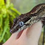 Theo Burch - @theob_exotics_ - Instagram