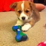 Theo Murray - @corgitheo - Instagram