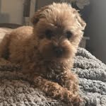 Théo Murray - @theo_le_caniche - Instagram