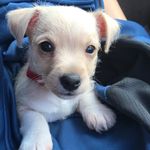 Theo Rogers - @theothesuperpup - Instagram