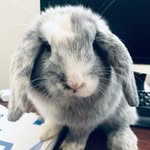 Lakmal Nandadewa - @theo_sweetest - Instagram