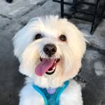 Meu nome é Theo 🐶 - @theo.sweet.dog - Instagram