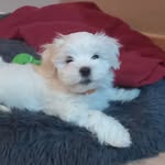 @theo_sweet_dog - Instagram