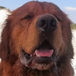 Theo Sweetorange - @theosweetorange_goldenpuppy - Instagram