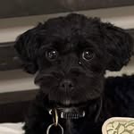 Theo - @theosweetdoglife - Instagram