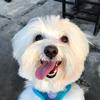 Theo.sweet.dog - @theo.sweet.dog - TikTok