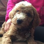 Franklin Theodore Adkins - @frankiedoodledandy_ - Instagram