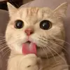 Theodore Zang - @theodorezang - TikTok