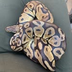 Theodore - @theodore_ballpython - Instagram