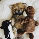 Theodore - @theodore.ball.of.fluff - Instagram