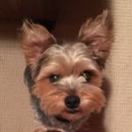 Teddy Bear - @theodorebarronjones - Instagram