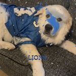 Theodore Bates - @ted_the_great_pyrenees - Instagram