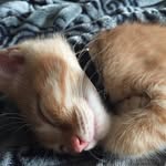 Theodore Goldenbaum - @ted_theodoregoldenbaum - Instagram