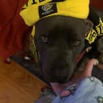 Monty Theodore Bennett - @monty_the_blue_staffy - Instagram