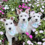 Winston Theodore Bennett - @a_schnauzer_life - Instagram