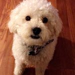 Sir Winston Theodore Bishop - @sirwinstonthebish - Instagram