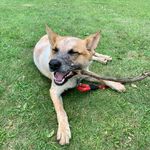 Winston Theodore Bishop - @winnietheobish - Instagram