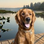 Theodore | Golden Retriever - @theodore.black.1 - Instagram
