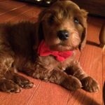 Theodore Weasley Black - @the.teddy.black - Instagram