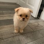 Theodore 💙🐶 Born 03/07/2020 - @theodorethepomshi - Instagram