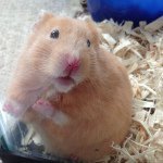 Theodore Bowman - @theochester_ - Instagram