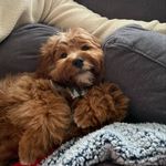 Theodore Brewton (Theo) - @thetheodog_ - Instagram