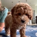 Teddy - @theodorebushell - Instagram