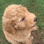Theodore Alexander Cameron - @_tamingtheo - Instagram