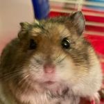 Chewie Chamoy Theodore Chavez - @chewie.chamoy - Instagram