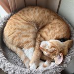 Theodore & Cherry 🐈 🐈‍⬛ - @theo.whore - Instagram