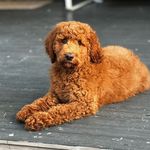 Teddy - @colonel_theodore_sanders - Instagram