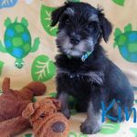 Teddy the Ruff Rider - @colonel_theodore_pawsevelt - Instagram