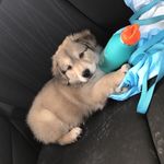 Theodore Cunningham - @tedthefloofboy - Instagram