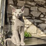 Theodore Dickerson - @theobluerussian - Instagram