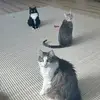 Sasha-Zoey-Theodore-Dixie - @fur.friends23 - TikTok