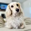 Theo.dorabledoxie - @theo.dorabledoxie - TikTok