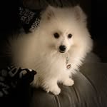 Theodore Angelicus Dixon - @theodore_the_minieskie - Instagram