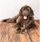 Theodore Duncan - @therapy_dog_theo - Instagram