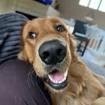 Theodore Duncan aka Teddy - @teddythegoldenterror - Instagram