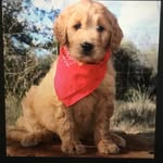 Theodore “Teddy” Lupin Duncan - @teddy_thedoodle_duncan - Instagram
