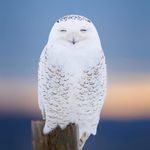 Theodore Emery - @wind.and.wing - Instagram