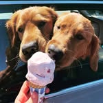 Theodore and Everett - @classic_theodore - Instagram