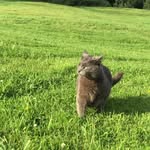 Theodore - @theodorefaustcat - Instagram