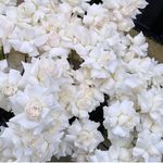 Florals by Theodore - @flowersbytheodore - Instagram