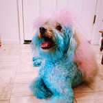Theodore Foster Von Hausenberg - @theothepunkrockdog - Instagram