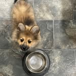 Theodore Frost-Foster - @theodorablethepom - Instagram