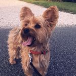 Theodore Fowler - @littlebigears14 - Instagram