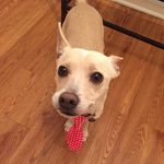 Theodore Roosevelt Fowler - @presidentpup - Instagram