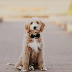 Teddy - @theodoregeethedoodle - Instagram