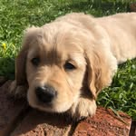 TheodoreTheGolden - @theodoregeegolden - Instagram
